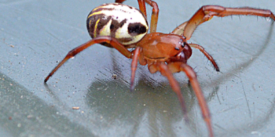 澳洲真的有很多可怕的蜘蛛吗？