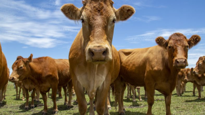 澳洲和牛与日本和牛：一场跨越国界的美味对决