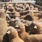 【澳洲贸易】优质进口澳洲羊肉，来自顶级牧场的美味选择