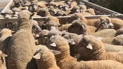 【澳洲贸易】优质进口澳洲羊肉，来自顶级牧场的美味选择