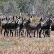 【澳洲贸易】澳洲北领地散养高药用驴只，满生贸易供应