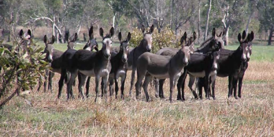 澳洲北领地惊奇之旅：空陆配合捕获驴牛