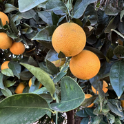 【澳洲贸易】满生贸易澳洲维多利亚进口，华盛顿脐橙（Washington Navel Orange）七月上市